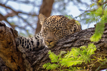 An adult leopard (Panthera Padrus) on a tree - sleeping. Tanzania, Africa.