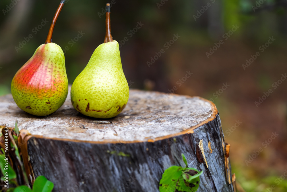 Wall mural two green large pears lie on an old cut stump in the thicket of the forest, creative concept