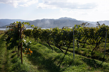 Fototapeta na wymiar Japanese vineyards of a winery in Amanohashidate in Miyazu in the north of Kyoto in Japan.