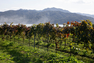 Fototapeta premium Japanese vineyards of a winery in Amanohashidate in Miyazu in the north of Kyoto in Japan.