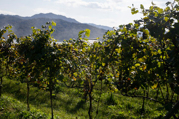Japanese vineyards of a winery in Amanohashidate in Miyazu in the north of Kyoto in Japan.