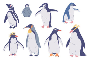Set of species of penguins, Emperor, King, Rockhopper, Royal, vector North flightless seabirds of Antarctica wild animal © sabelskaya