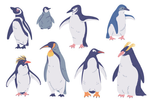 Set of species of penguins, Emperor, King, Rockhopper, Royal, vector North flightless seabirds of Antarctica wild animal