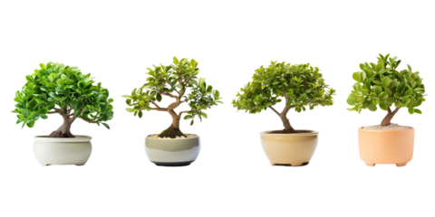 Set of Green plants in potted for interior decoration isolated on transparent png background, Houseplant for decorated in bedroom or living room, minimal natural health concept.