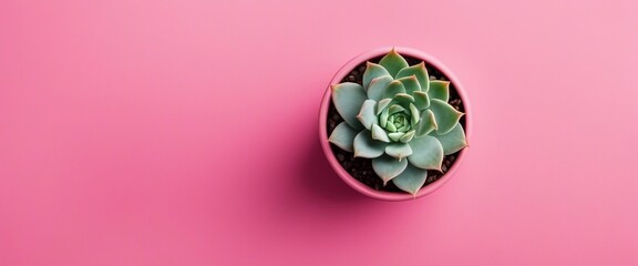 top view of a succulent, pink background, pink pot - obrazy, fototapety, plakaty