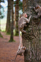 Bonnet Monkey baby hanging on tile of mother
