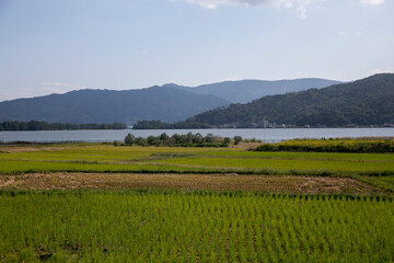 Fototapeta na wymiar Rice paddies in Miyazu in north of Kyoto in Japan.