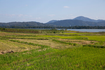 Fototapeta na wymiar Rice paddies in Miyazu in north of Kyoto in Japan.