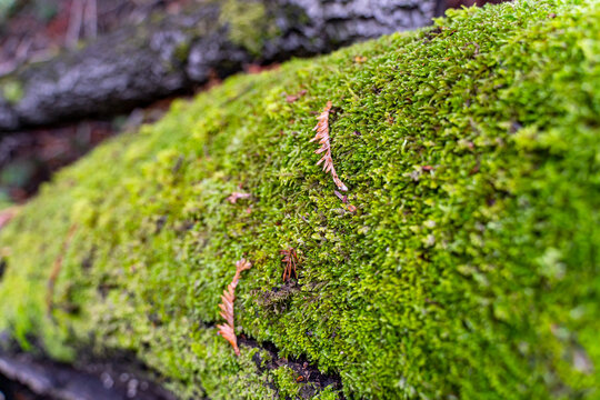 Old log covered with green moss