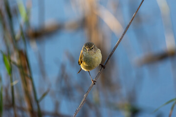 The common chiffchaff (Phylloscopus collybita) perching on twig
