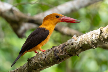 The beauty of kingfishers in nature in Thailand.