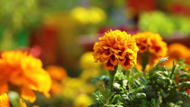 Marigold flowers in lush green garden