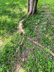 Background of brown exotic tree roots and green grass, top view