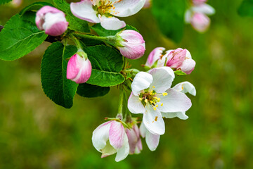 Photography on theme beautiful fruit branch apple tree with natural leaves under clean sky