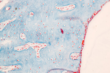Backgrounds of Characteristics Tissue of Internal ear Human under the microscope in Lab.