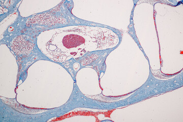 Backgrounds of Characteristics Tissue of Internal ear Human under the microscope in Lab.