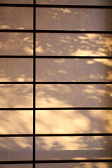 【背景素材】障子に映り込んだ夕日による樹木の影