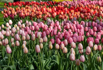 Fototapeten red and pink tulips blooming in a garden © wjarek