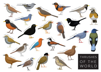 Bird Thrushes of the World Set Cartoon Vector Character