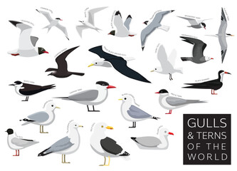 Bird Gulls and Terns of the World Set Cartoon Vector Character - obrazy, fototapety, plakaty