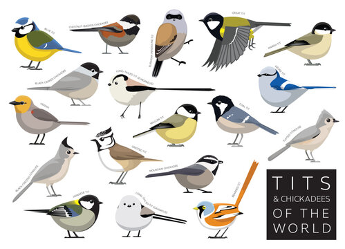 Bird Tits and Chickadees of the World Set Cartoon Vector Character