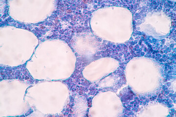 Anatomy and Histological Rea Bone marrow Human, Hyaline cartilage human and Tendon human under the...