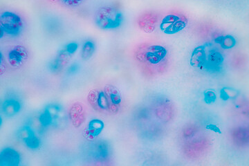 Anatomy and Histological Rea Bone marrow Human, Hyaline cartilage human and Tendon human under the...