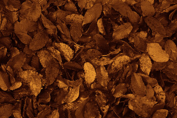 Yellow, dark brown september autumn leaves on ground in fall park. Fallen golden autumn maple leaf on the floor. October day landscape background. Top view close up. macro. autumntime season.