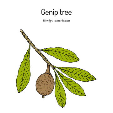Genip tree (Genipa americana), edible and medicinal plant