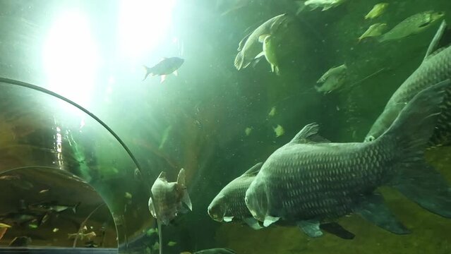 Diverse freshwater fish species swimming above panoramic aquarium tunnel