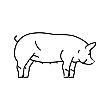 berkshire pig breed line icon vector. berkshire pig breed sign. isolated contour symbol black illustration