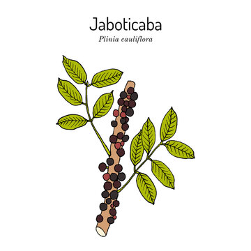 Brazilian grapetree, or jaboticaba (Plinia cauliflora), edible and medicinal plant