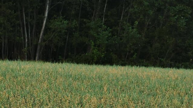 Following a white-tailed deer running over on rural field - Aerial view