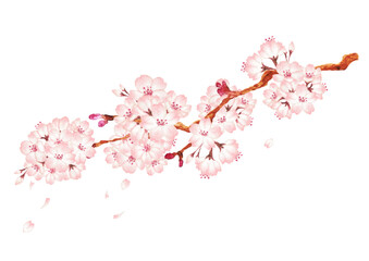 彩の桜の花の素材イラスト