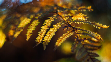 Vue rapprochée de fougères sauvages, pendant le crépuscule, avec de magnifiques teintes dorées