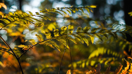 Vue rapprochée de fougères sauvages, pendant le crépuscule, avec de magnifiques teintes dorées