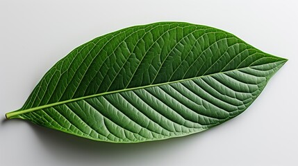Walnut Leaf Isolated, HD, Background Wallpaper, Desktop Wallpaper