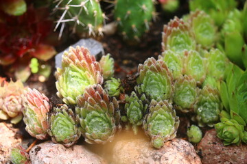 Rojnik Illusion Sempervivum