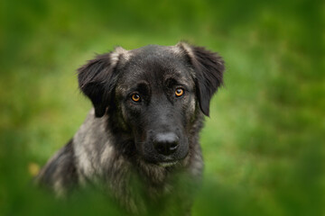 Cross breed dog sitting in a meadow