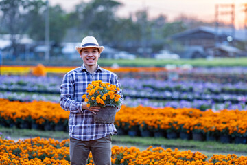 Asian gardener holding healthy orange marigold pot while working in his rural field farm for...