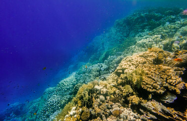 deep blue water and different colors on wonderful corals during diving