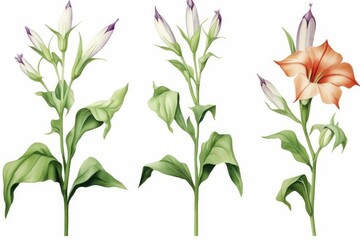 Set watercolor nicotiana tabacum on isolated white background, botanical illustration in watercolor, Generative AI