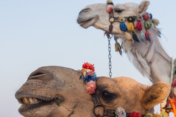 two colorful decorated camels looking to the side at the beach and sea