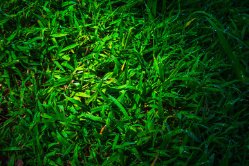 Close-up of lush uncut Dew or rain drops on blades of bright green in sunlight on a autumn meadow nature background