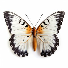 animal02 butterfly insect bug white background cutout, Generative AI