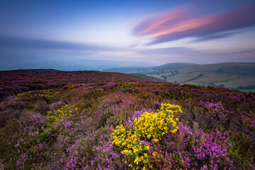 Heather and gorse