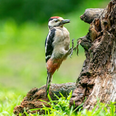 A funny woodpecker he jumps on a tree trunk. green natural background. Nature green colours