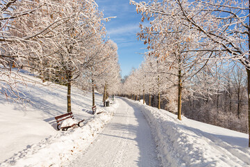 Winter landscape. Winter road and trees covered with snow