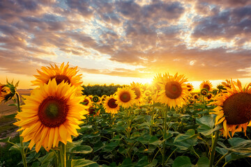 Fantastic field bright yellow sunflowers close up in the evening. Ukraine agricultural region, Europe.