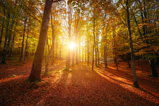 The morning sun shines through the tops of trees in the autumn forest.